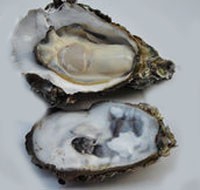 海鲜处理有妙招之四（生蚝）