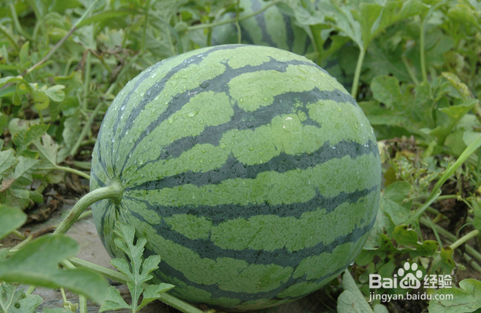 夏季怎样挑选西瓜?