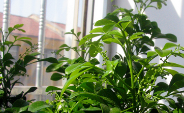 养花有什么的小技巧?