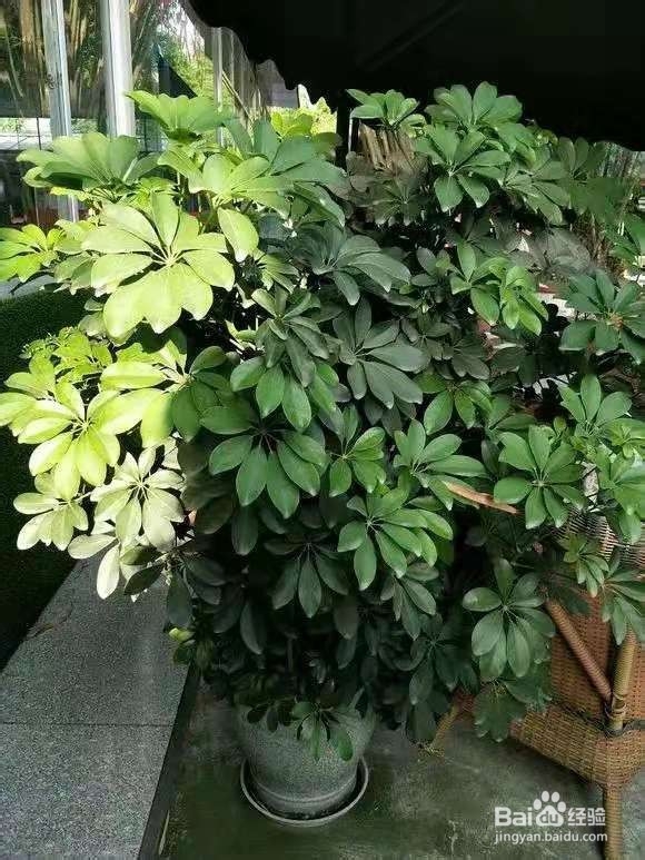 客厅最爱养的大型花，大气上档次，净空气聚财气