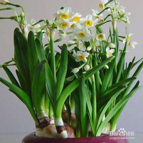 水仙叶子发黄的原因和解决方法