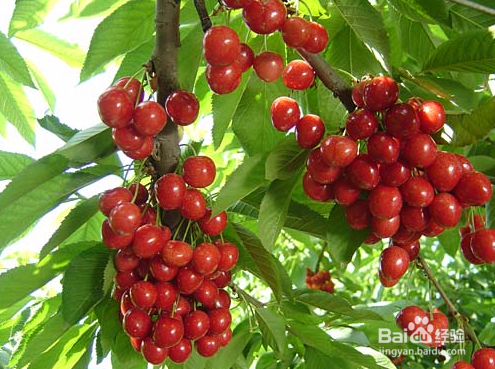 车厘子和樱桃的区别