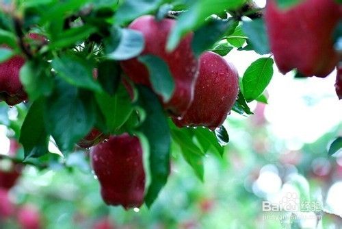 花牛苹果常识