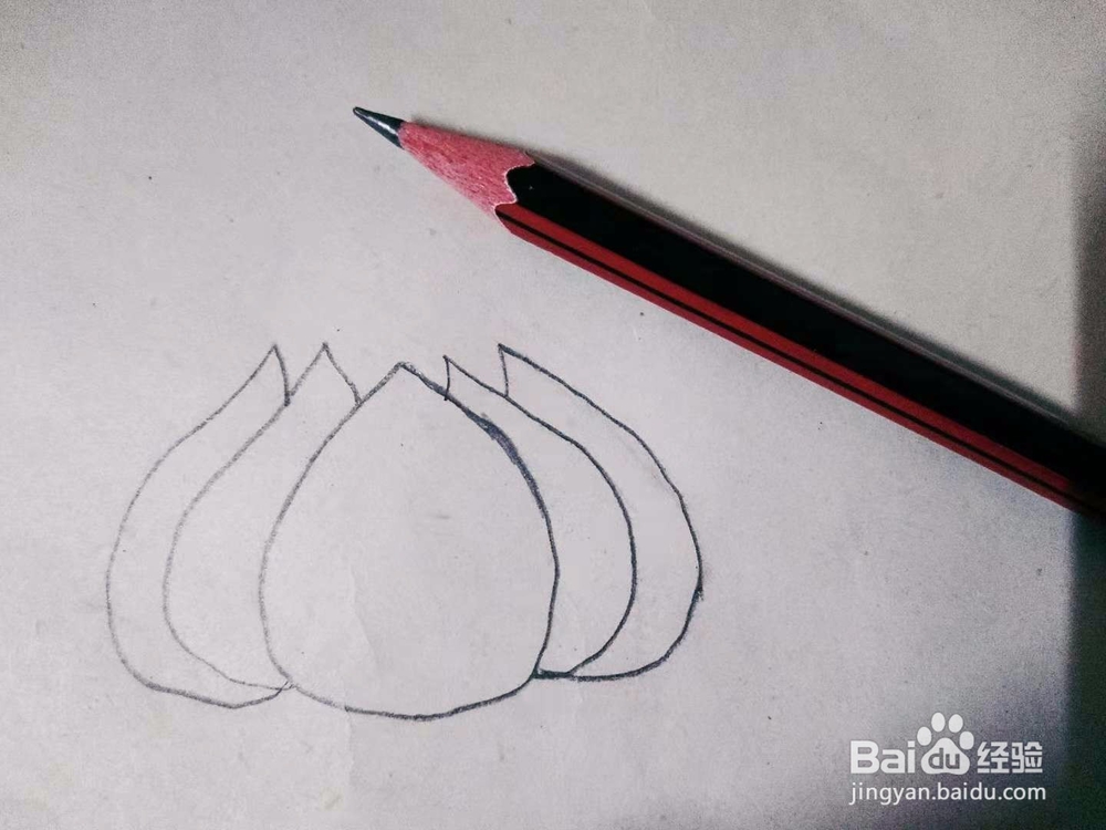 大蒜怎么画
