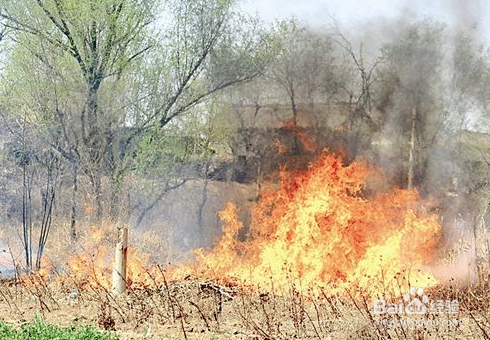 怎样才能抓好搞好护林防火