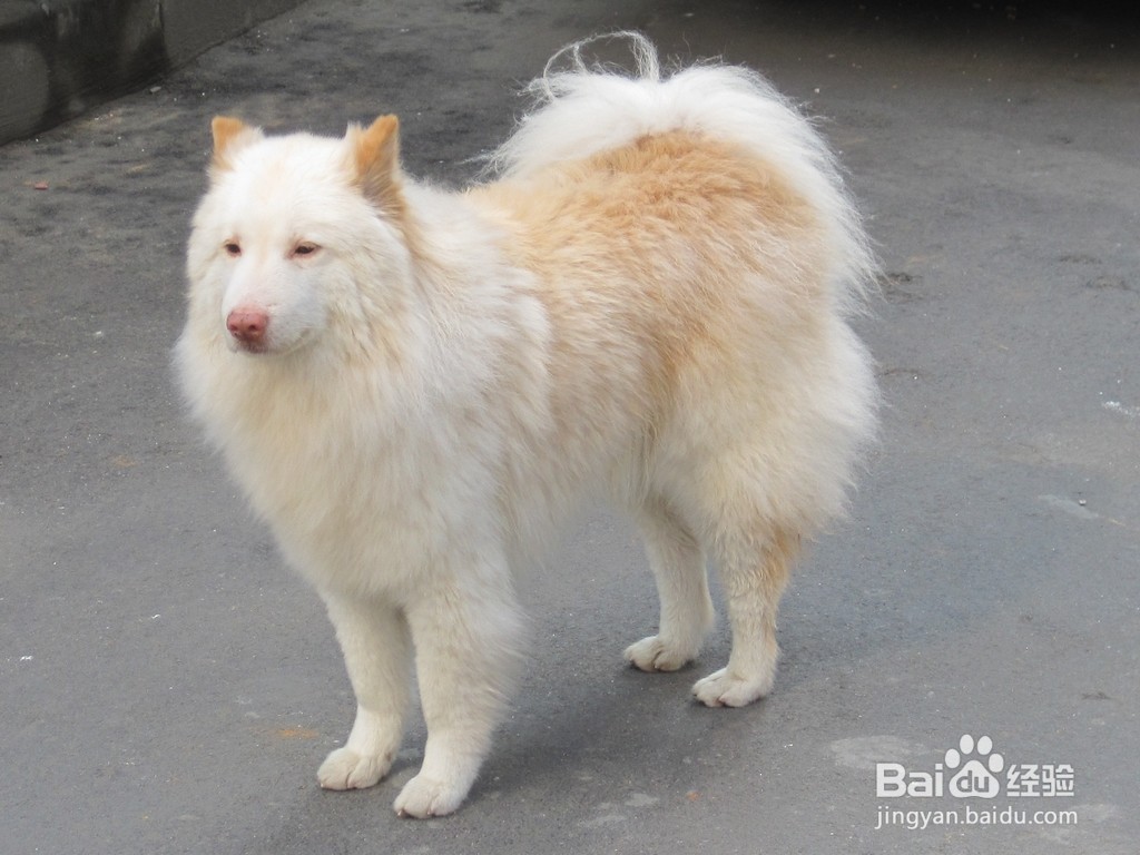 宠物狗老是呕吐是怎么回事？