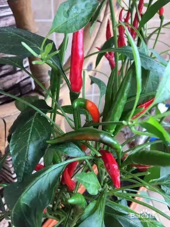 阳台种辣椒有妙招,盆里加点小东西,辣椒成串
