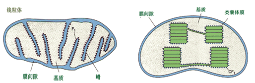 线粒体与叶绿体的异同点