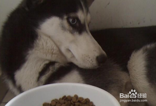 一岁的哈士奇怎样长肉