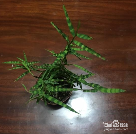 虎斑竹的养殖方法