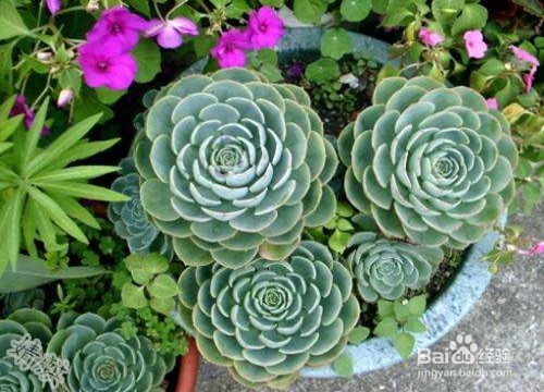 <b>什么植物防辐射好 七种防辐射好的植物推荐</b>