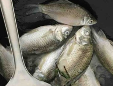 香浓鲫鱼汤的做法