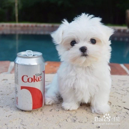 我们爱的狗狗图