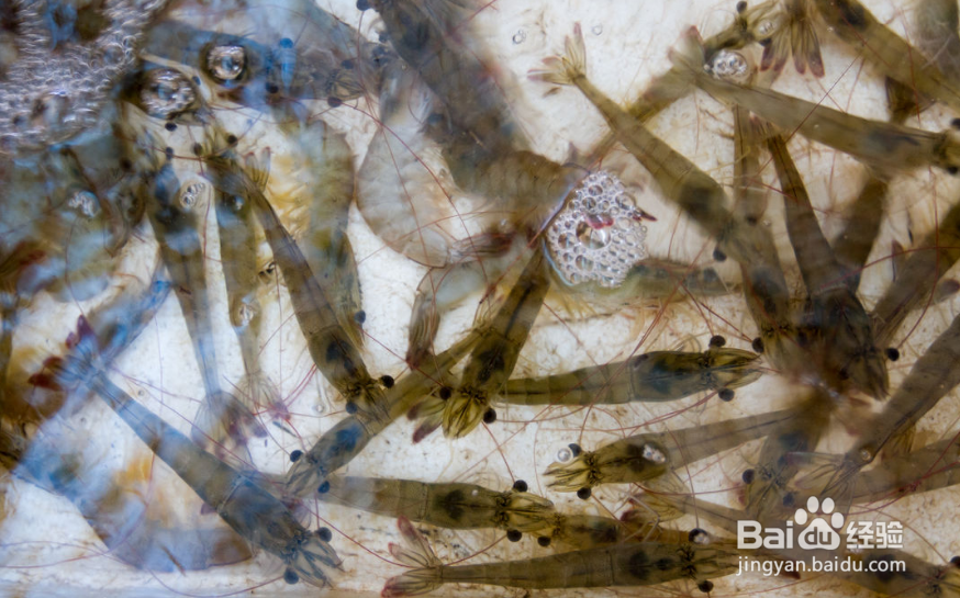 日照吃海鲜好吃不被黑的经验