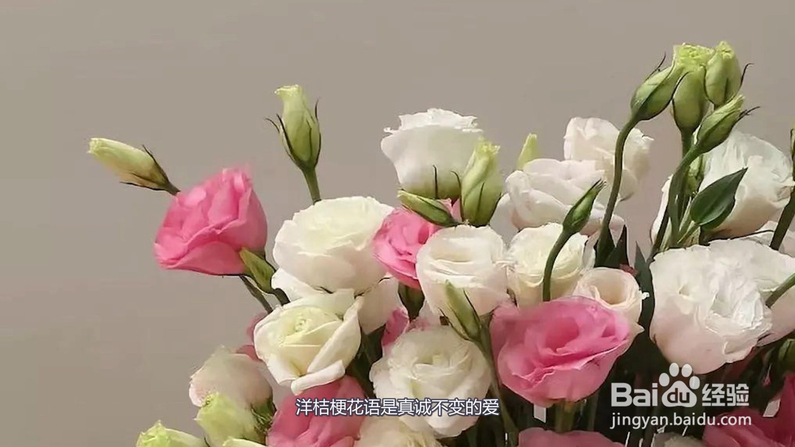 洋桔梗花语是什么