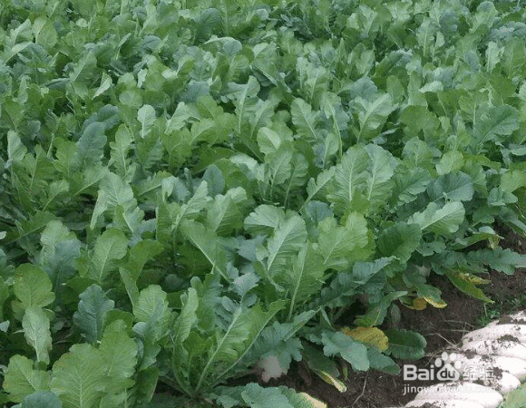 白萝卜的种植要点
