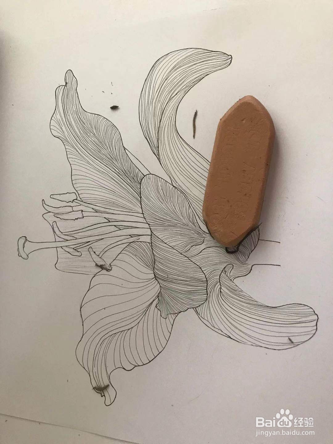 百合花黑白线描画