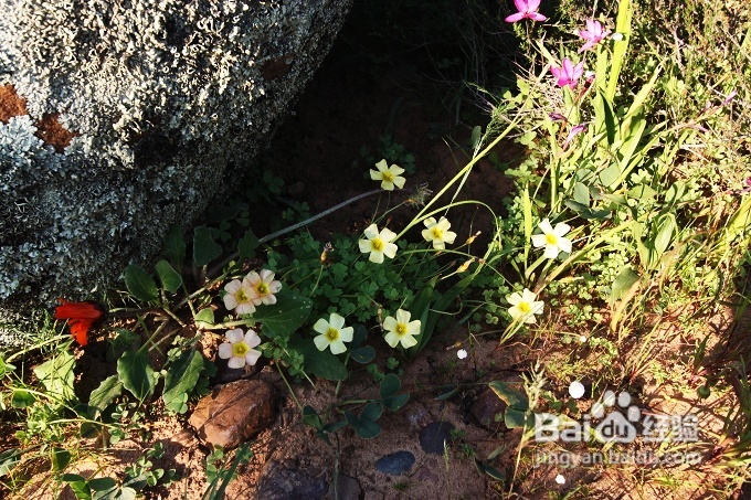 [转载]南非之旅3：纳玛夸兰（Namaqualand）花海