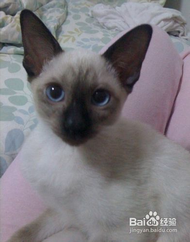 如何预防暹罗幼猫的死亡？