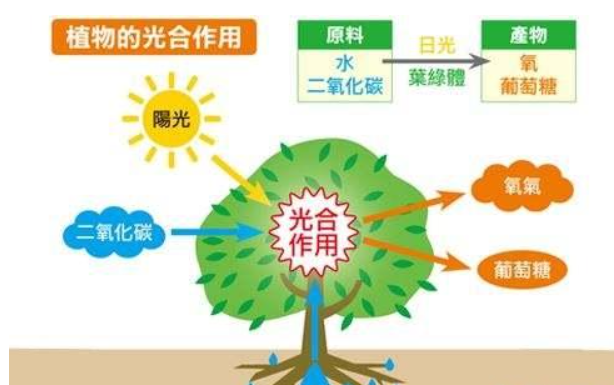 你觉得树叶会呼吸吗