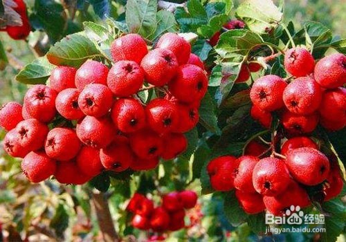 山楂真的会使孕妇流产吗?