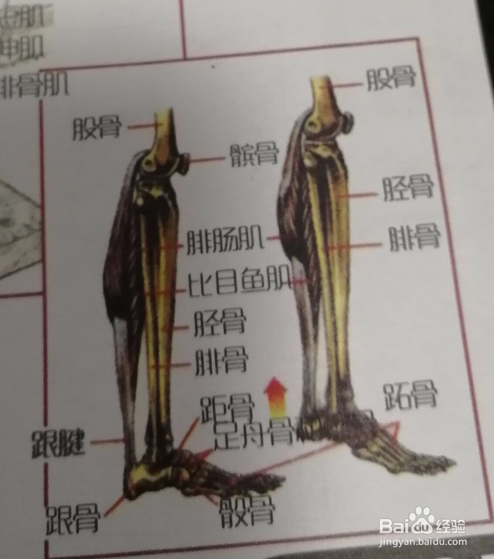 如何锻炼腿部