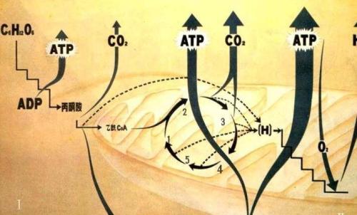树叶子晚上吐出的是二氧化碳吗