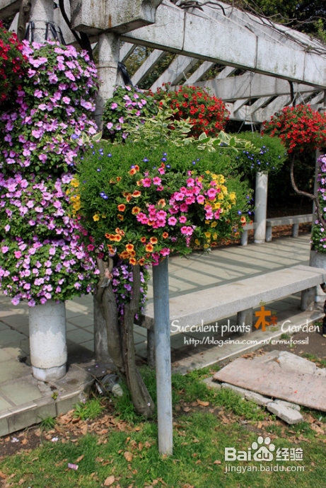 上海植物园（上）