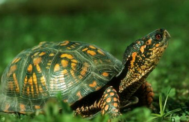 巴西龟可以和什么鱼混养