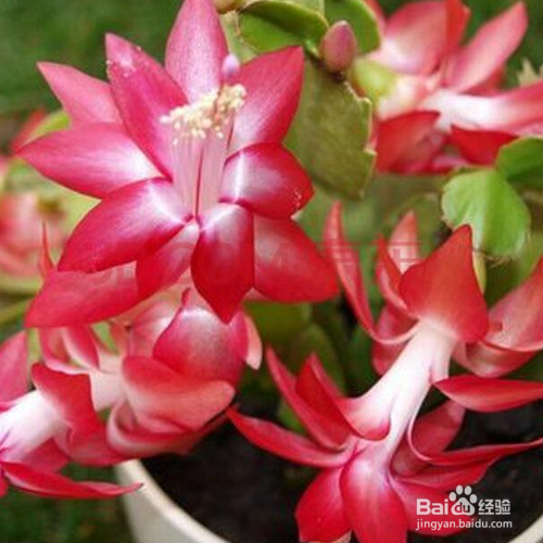 关于蟹爪兰的相关知识有哪些?