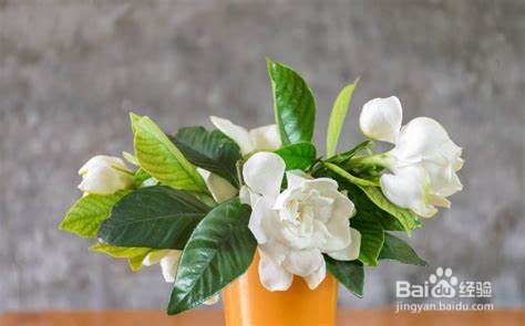 栀子花怎样换盆换土