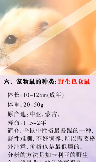 怎么辨别宠物鼠的种类