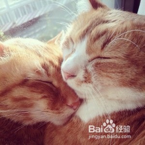 新猫入家门:怎么把它介绍给其他猫?