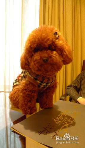 泰迪犬多少钱