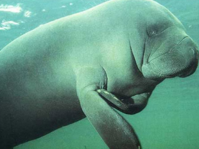 海牛和儒艮这两种动物有什么区别