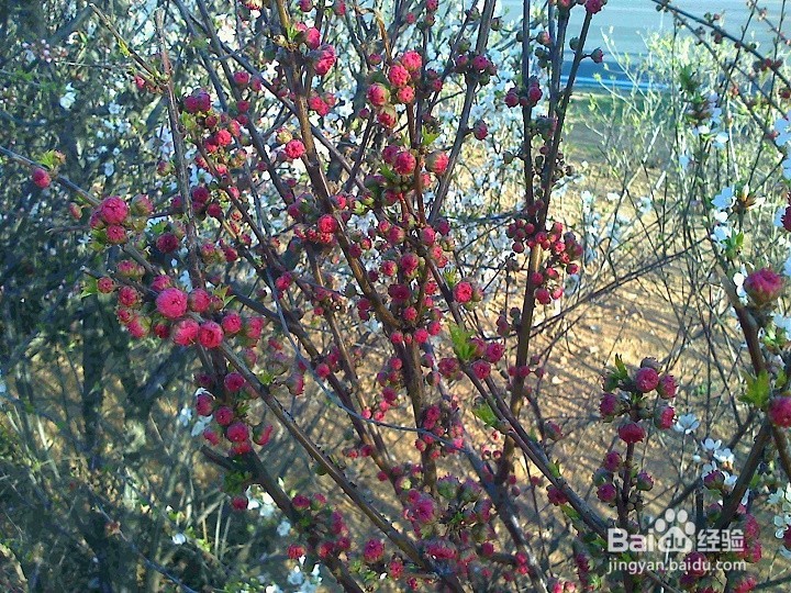 怎样用手机拍绽开的小花
