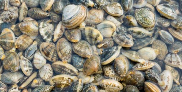 蚬子怎么保存，最多能放几天