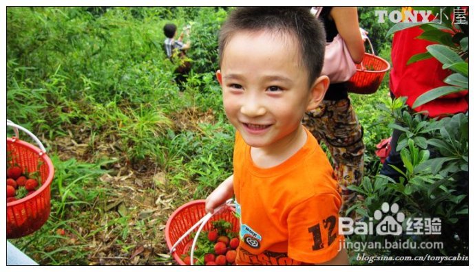 又当江南杨梅熟----采杨梅去！附杨梅的4种最in的吃法