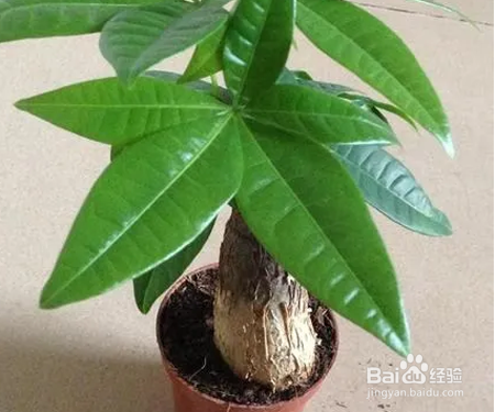进入冬天发财树叶子发黄怎么补救