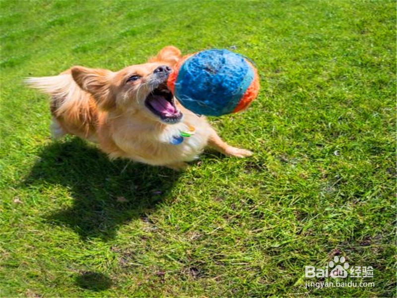 怎么训练狗狗接球