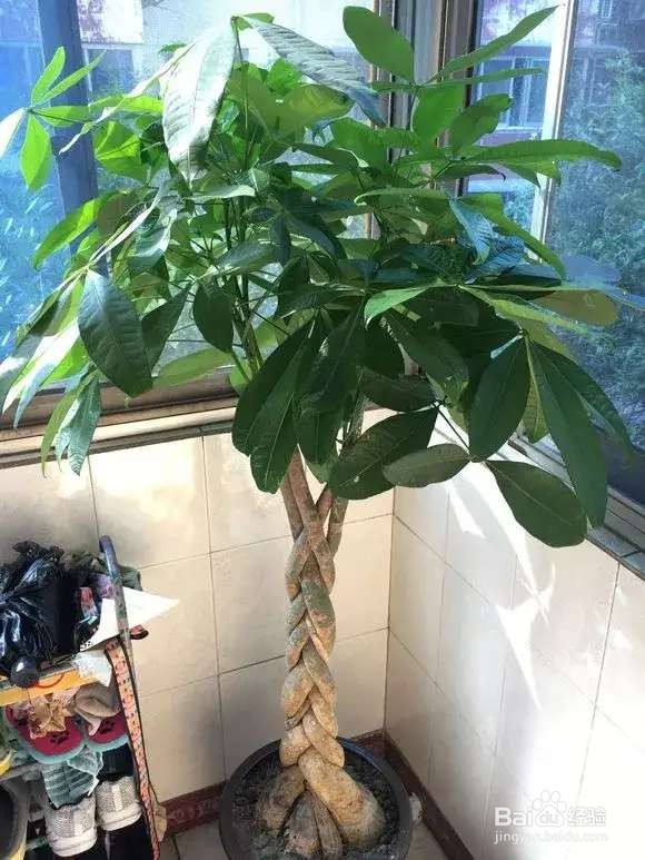 选盆很关键,4种花用小盆“挤着养”,才长得旺