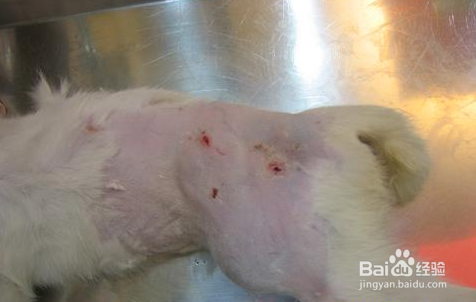 猫咪伤口发炎不愈合怎么办