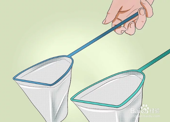 如何治疗和预防热带鱼的白点病