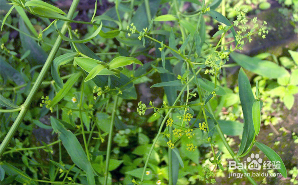 病毒性肝炎【华佗妙法】：[1]藿朴夏苓柴草汤