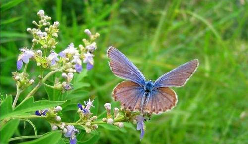 去北京凤凰岭旅游及美食住宿攻略
