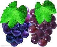 葡萄籽的美容功效以及制作方法