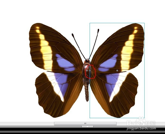 flash用蝴蝶做引导线动画的教程