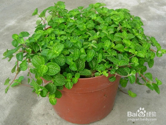 我要去种菜种菜：[8]薄荷