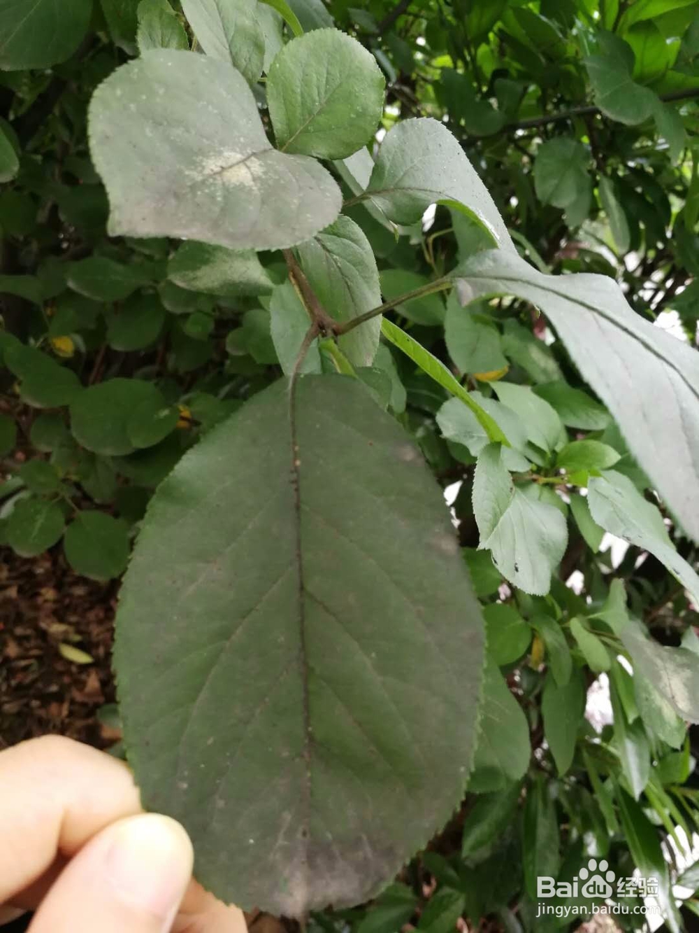 植物常见病虫害解析