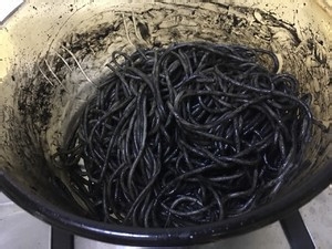 墨鱼汁意大利面做法？教你怎么做墨鱼汁意大利面